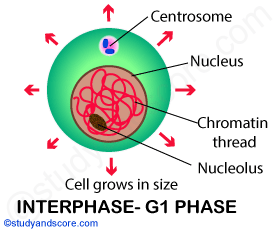 interphase, G1-phase, meiosis, meiotic cell division, cell cycle, cell division, centrosome, chromatin thread, reductional division